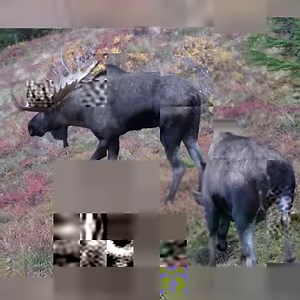1.3M views · 3.1K reactions | Incredible Moose Rut Pit Behavior | Daily Reptile | Facebook
