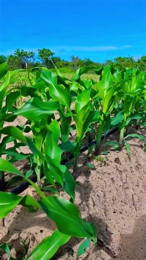 Milho verde na roça #agricultura #roça #agricutor #soja #milho #agro #rural