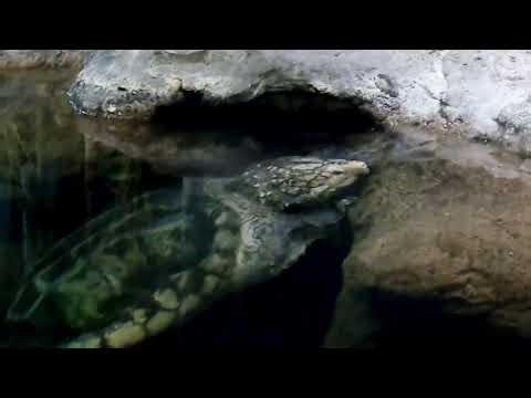 Active alligator snapping turtle at Columbus Zoo