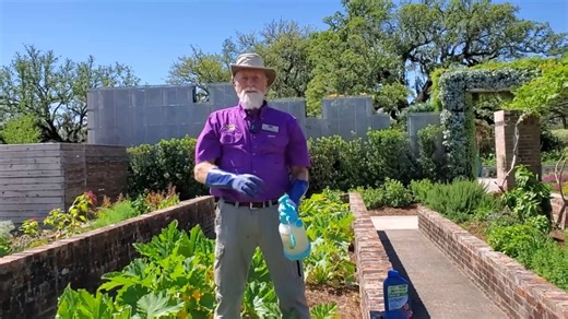 LSU AgCenter horticulture agent, Dr. Joe, demonstrates how to treat powdery mildew on cucumbers and other members of the cucurbits family. Curcubits include melons, squash, gourds, pumpkins, etc. | LSU AgCenter