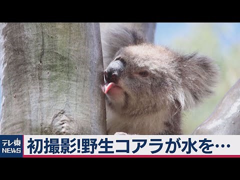 初撮影！野生コアラの「水飲み行動」 オーストラリア研究