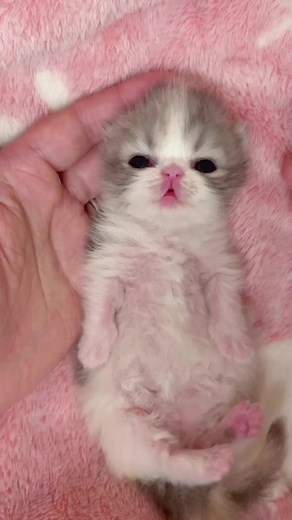 #catslover #cats #virel #fyp #catsoftiktok #catwalk #fun