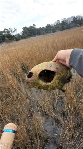 Why Do We Find Empty Turtle Shells? #shorts