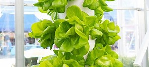 Is an Indoor Tower Garden Right for You? | DoItYourself.com