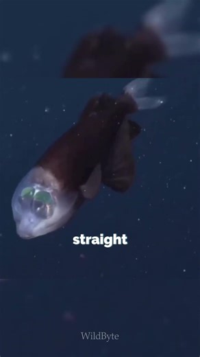 You Can See Inside This Fish’s Head