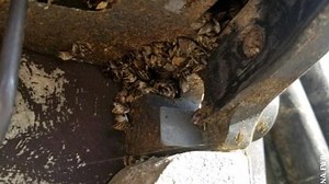 Another boat identified with zebra mussels in Anaconda