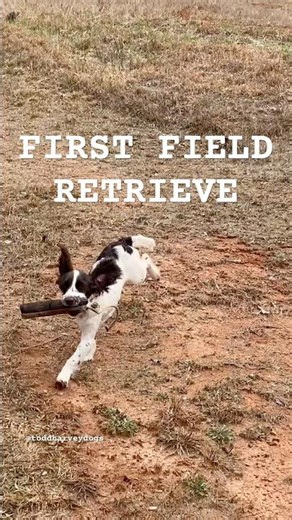 English Cocker Spaniel Puppy’s First Field Retrieve!