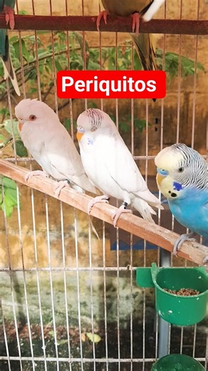 Budgie breeding in the summer in Rio de Janeiro #budgies #pets #budgerigar