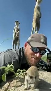 19K views · 1.6K reactions | Suricatos! O suricata, também...