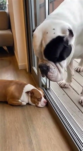 Tough Dog Exposed 😂 , #funnydog #shorts #viralvideo , cane corso vs pitbull