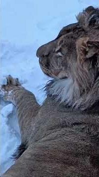Sherkhan is enjoying real winter! Minsk Zoo