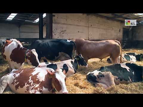 Understanding dairy cows: resting, lying down, getting up