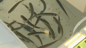 Kokanee salmon released in Lake Sammamish for the first time in 2 years