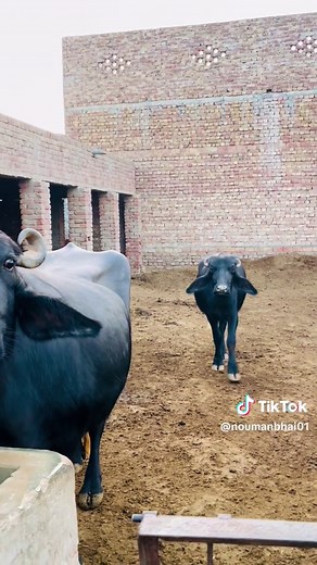 Imagine the vibrant beauty of Punjab as we gather at a charming dairy farm, surrounded by lush greenery and the sounds of nature. It’s the perfect backdrop for an unforgettable meetup with friends, where laughter flows as freely as the fresh air. Let’s soak in the peace and tranquility of this stunning landscape while celebrating the rich culture of Punjab together! #punjab #pindawale #pinda_wale #village #villagelifevideos #villagelife