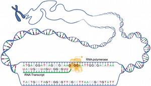 The Harmony of Transcription and Translation | Genetics And Genomics