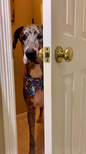 #simonsays #foryoupage #fyp #greatdanesoftiktok #dogsofttiktok