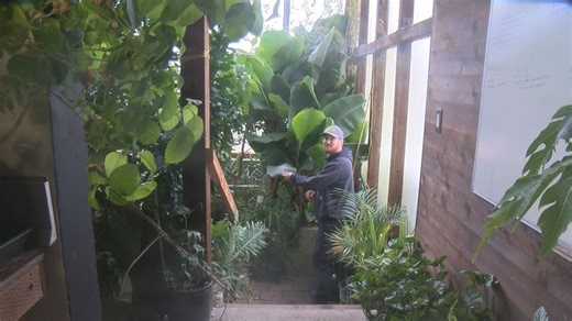 Bananas, papayas, pineapples and lemons flourish in Bitterroot greenhouse