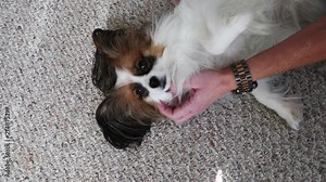 Small and happy papillon dog enjoys a belly rub from its owner.