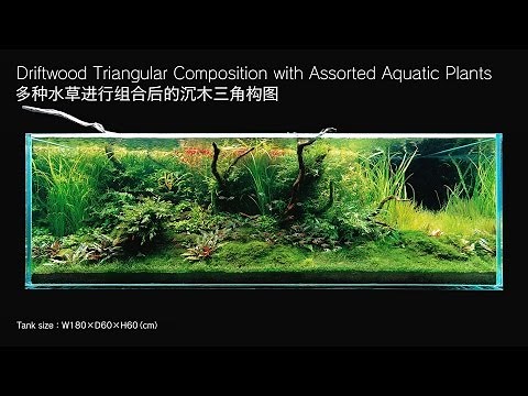 [ADAview] 180cm Aquarium Layout: Driftwood Triangular Composition(EN/CN Subs)