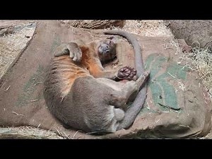 Sleeping Madagascan Fossa in Prague ZOO