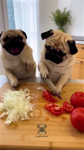 Chef #pugs Chopping Veggies 🍅🧅