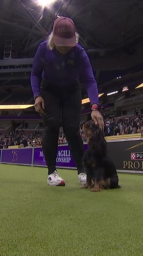 Cavalier King Charles Spaniel Masters Agility Performance