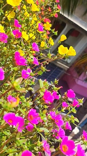 purtulaca flowers blooming .#gardenplants #nature #garden