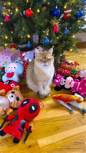🎄 Fur-tastic Holiday Surprise! 😸 Watch My Cat's Joyful Reaction! 🎁