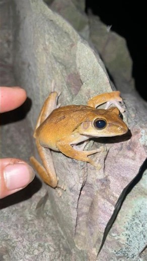 You can't stop laughing at these funny frogs