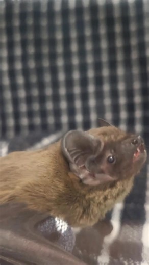 🦇 LEISLER BAT 🦇 Recently, a less common species of bat came into our care here at Secret World Wildlife Rescue—a Leisler’s bat! Leisler’s bats are distinctive with their rounded ears, mushroom-shaped tragus (a piece of skin in front of the ear canal) , and forearms measuring no longer than 47mm. They're also known for their impressively loud echolocation calls, with a frequency of 24-28kHz. 📣 This bat was found trapped in someone’s bedroom, unharmed. It was brought to us as a precaution for a
