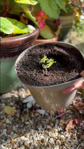 Papaver (oriental poppies) in 60 seconds