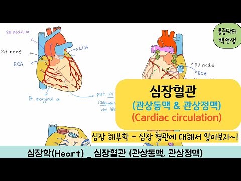 Cardiovascular (Coronary Artery & Coronary Vein) _ Cardiovascular Anatomy (Coronary artery/ Coron...