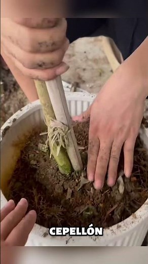 How to correctly repot a lemon tree (step-by-step)