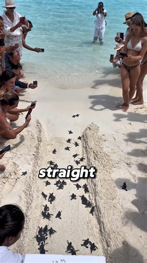 Never Buy a Baby Sea Turtle — Here’s Why