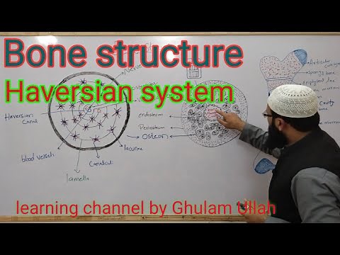 bone structure | Haversian system | osteon
