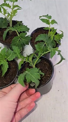 EVERYONE WANTS TOMATO SEEDLINGS LIKE THIS 😱 Thick, disease-free trunk