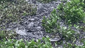 Alligators have catfish feeding frenzy in Naples, Florida