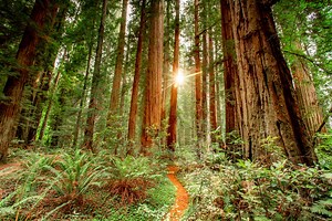 The Best Maps of Redwood National Park (Updated 2023)