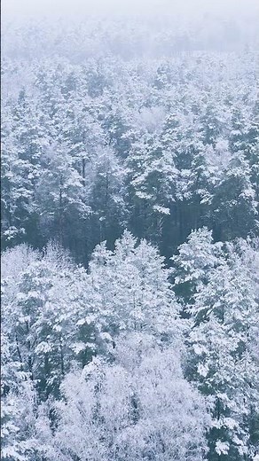A Beautiful Snowy White Forest | Peaceful Winter Nature in 4K ❄️🌲