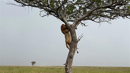 Lion carefully climbs down tree