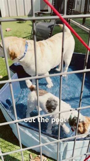 Sharing is Caring 🤠 #dogs #poolparty #yellowlab #jackrussell #spring #kennel #pilotpointtx