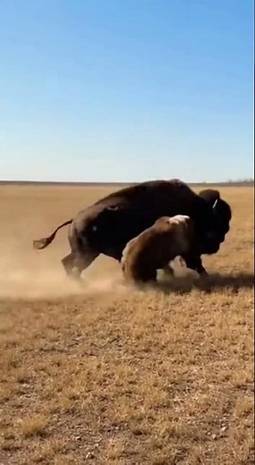 Two Grizzlies Ambush a Wild Buffalo #animals
