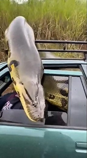The giant anaconda attacked the car,🐍 leaving onlookers stunned😱