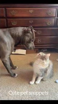 Cute pet snippets !Funny Cat vs Dog Moments 😂🐶🐱 | Ultimate Pet Comedy #Shorts