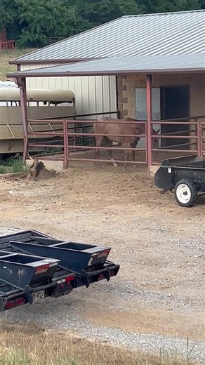 Unfortunately, I need to make a statement about some false posts made a few days ago. Because of these Facebook posts there have been several threats made to my wife and our daughter. Their safety is of the upmost importance to me, and I won’t stand for people threatening my family. This incident took place while I was in Tucson, AZ competing. My wife, Tiffany had to make the decision to defend our livestock on February 24, 2024 by putting down a dog that was attacking our daughter’s show pig. T