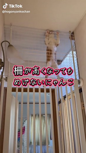 猫脱走防止！天井まで高くした柵が効果的🐱