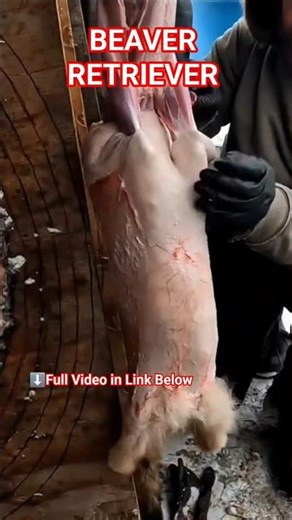 Skinning Coyote #beaverretriever