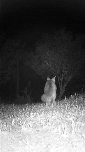 Gray Fox🦊Midnight Maneuvers #grayfox