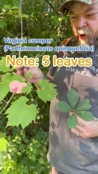 Foraging for wild grapes. (Vitis riperia)