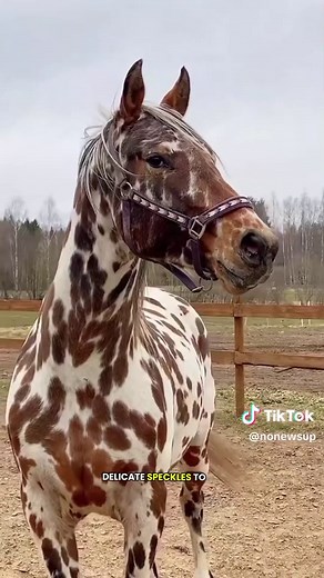 Stunning Appaloosa Horse Breed
